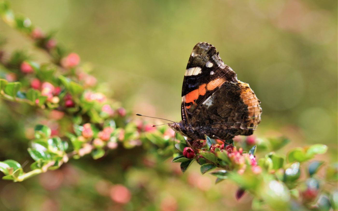 Red Admiral butterfly, Vanessa atalanta, on a green and pink plant